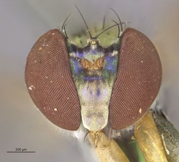 Media type: image;   Entomology 12867 Aspect: head frontal view